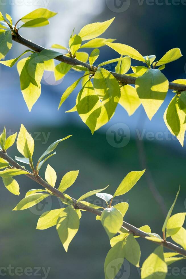 en gren med ung löv i naturlig betingelser i vår. foto