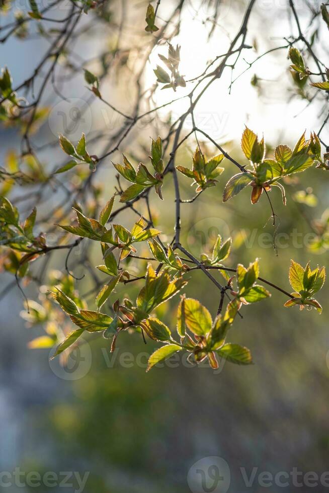 en gren med ung löv i naturlig betingelser i vår. foto