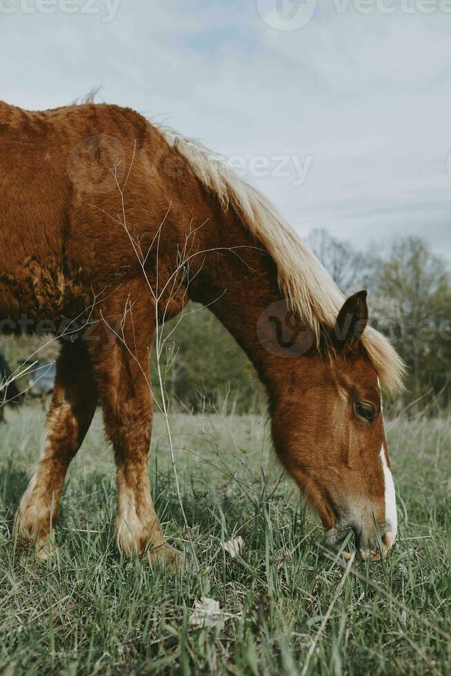 häst i de fält natur landskap resa foto