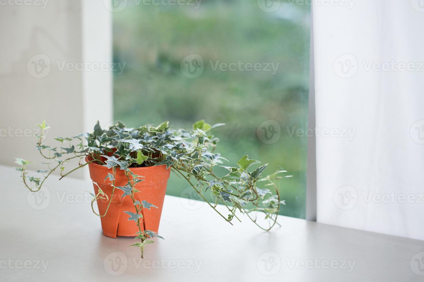 krukväxtkoncept av engelsk murgrönaväxt foto
