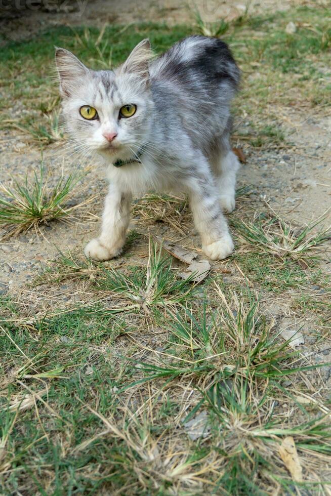 katt uppskrämd. vit och brun katt på de jord ser till kamera. söt katt som visar strumpor uttryck. foto