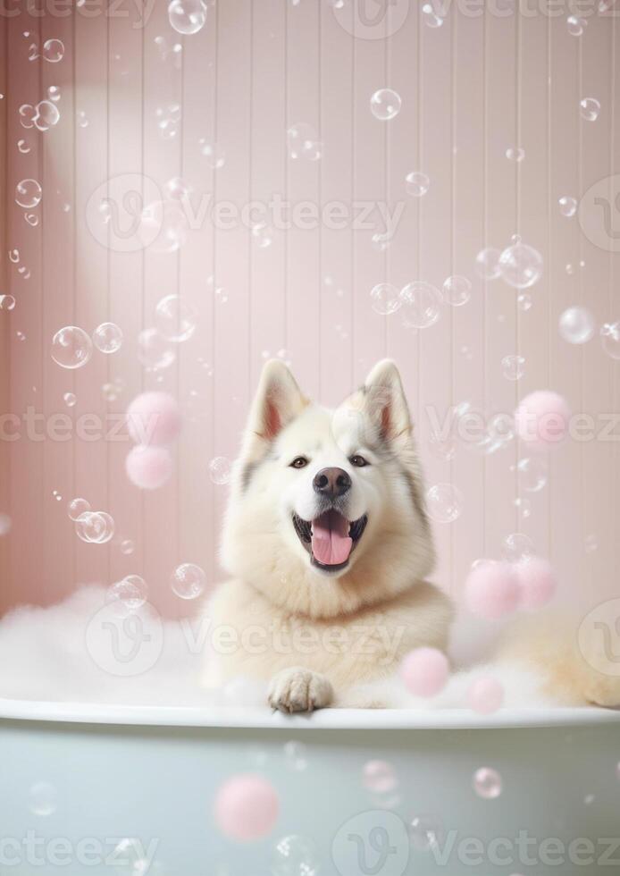 söt alaskan malamute hund i en små badkar med tvål skum och bubblor, söt pastell färger, generativ ai. foto