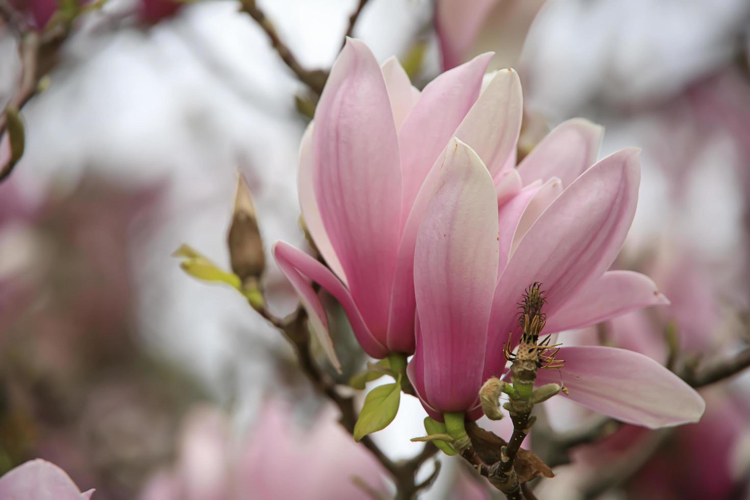 rosa och vita magnoliaknoppar på ett träd på våren foto