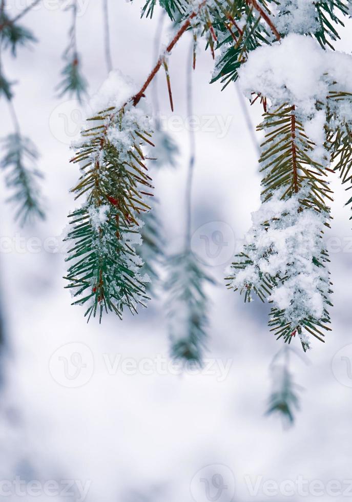 snö på tallens löv foto