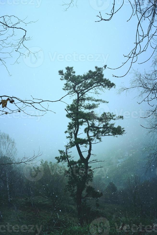 träd i skogen i dimmiga dagar foto