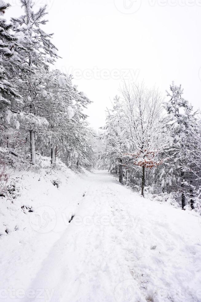 snö i skogen under vintersäsongen foto