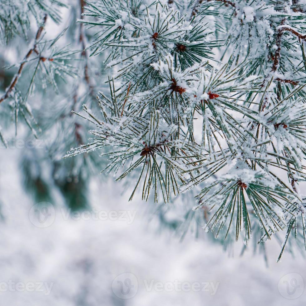 snö på tallens löv foto