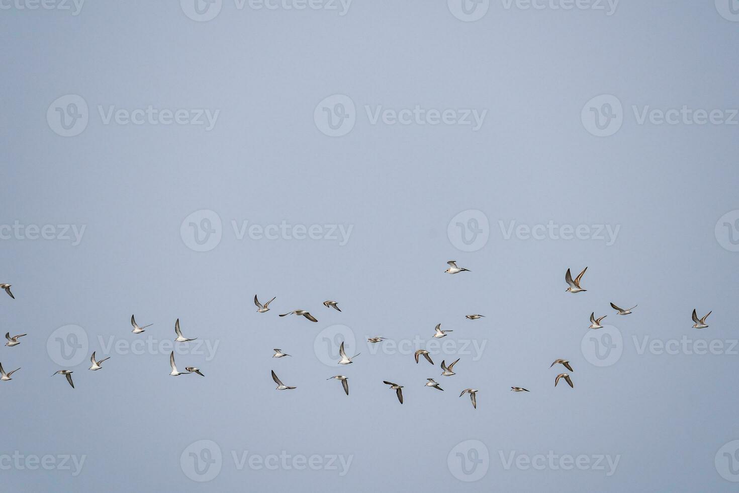 fåglar flygande i till de himmel foto