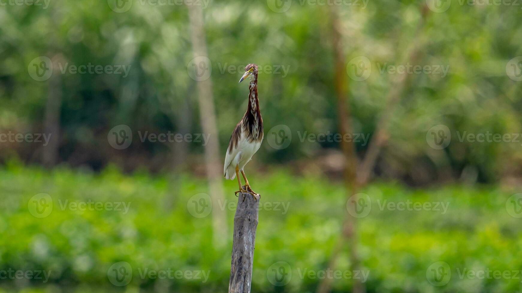 kinesisk damm häger uppflugen på en stubbe fläck bakgrund foto