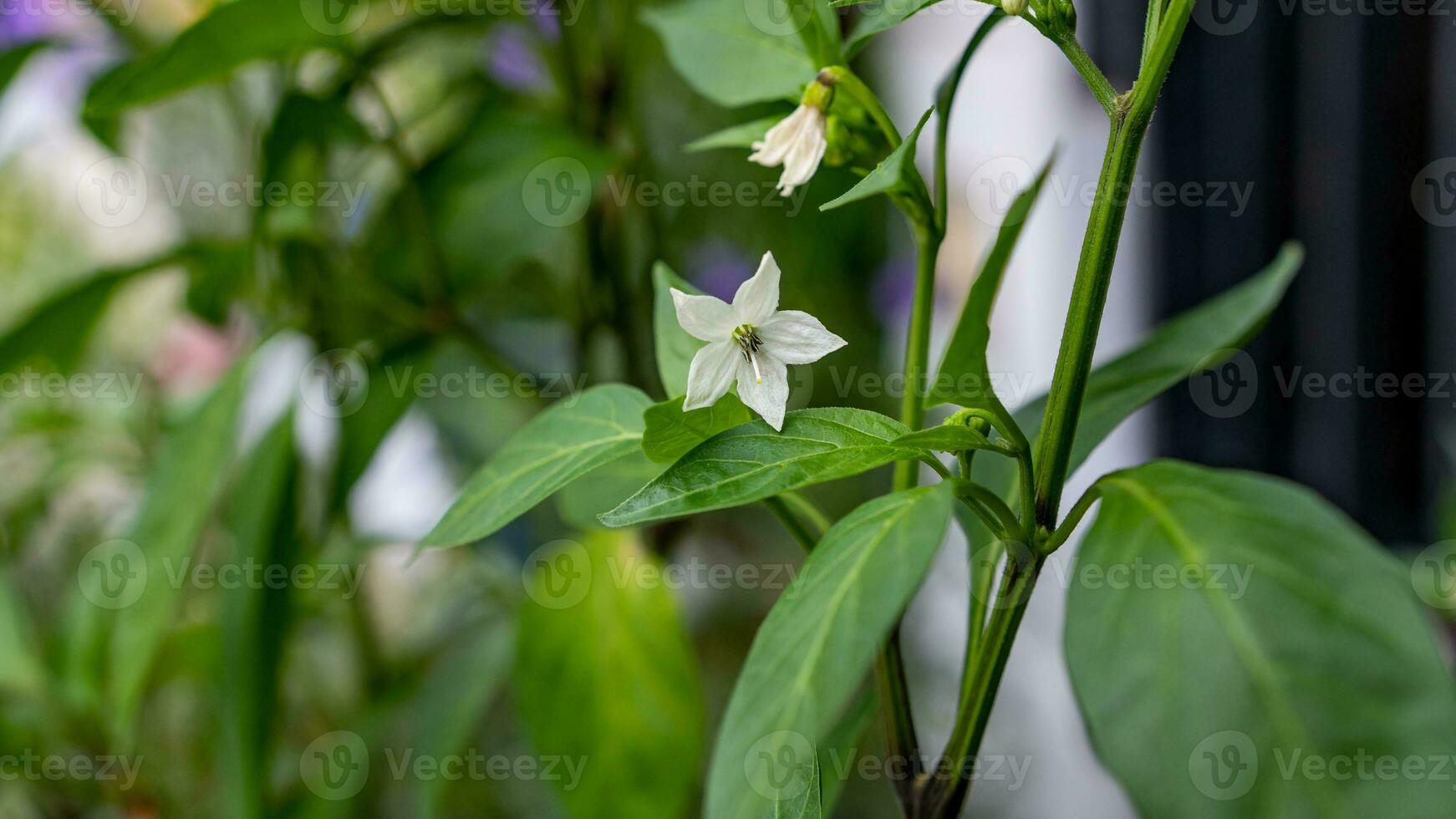 chili paprikor blomning i de trädgård foto