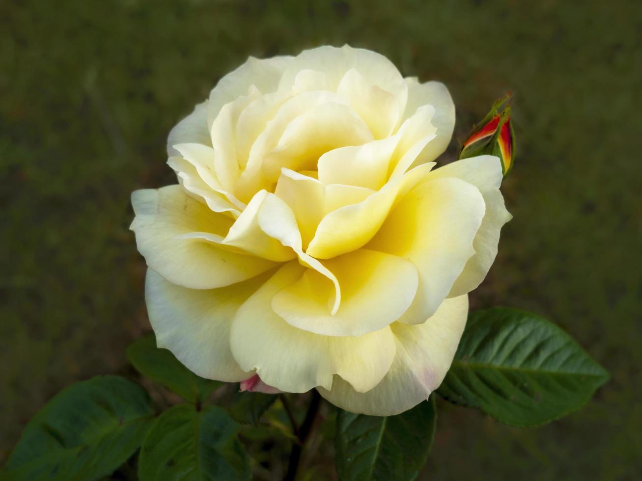 vacker gul rosblomma och knopp i en trädgård foto