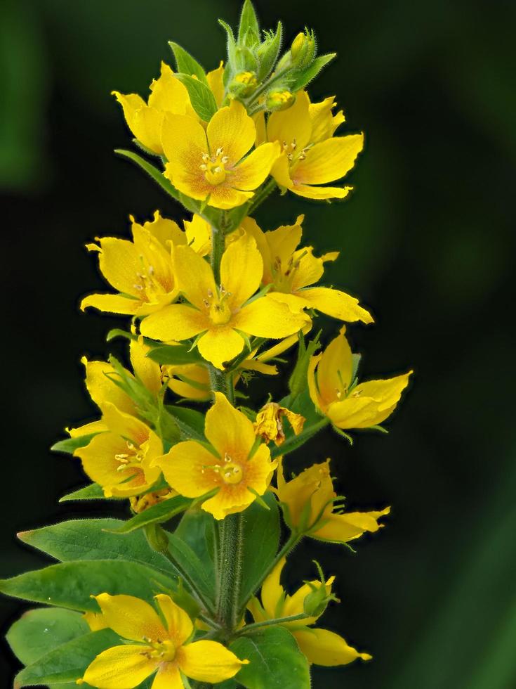 ganska gula blommor av löstestrif lysimachia punctata foto