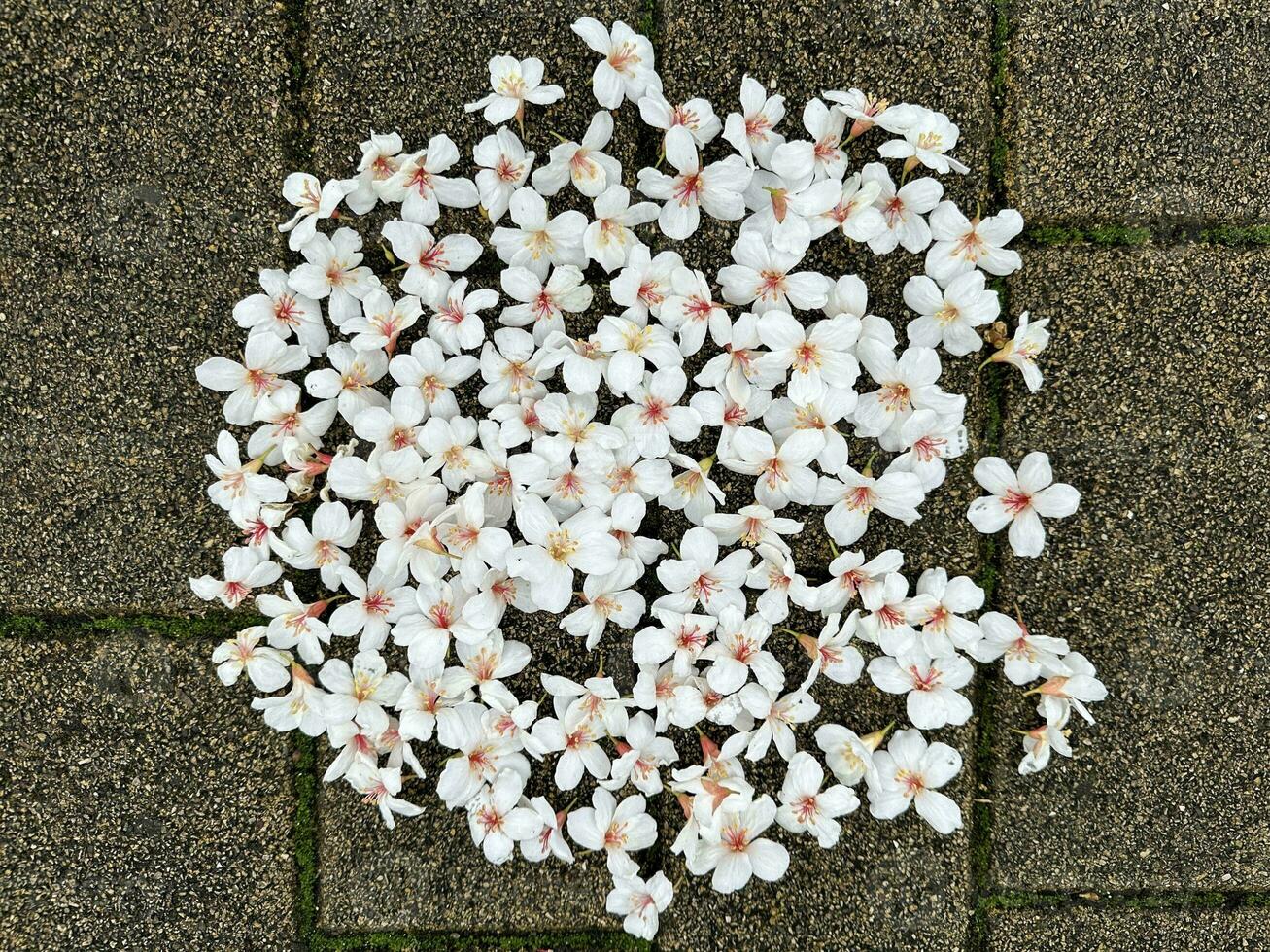 skön vit blommor tung blomma anordnad i en cirkel på de väg foto