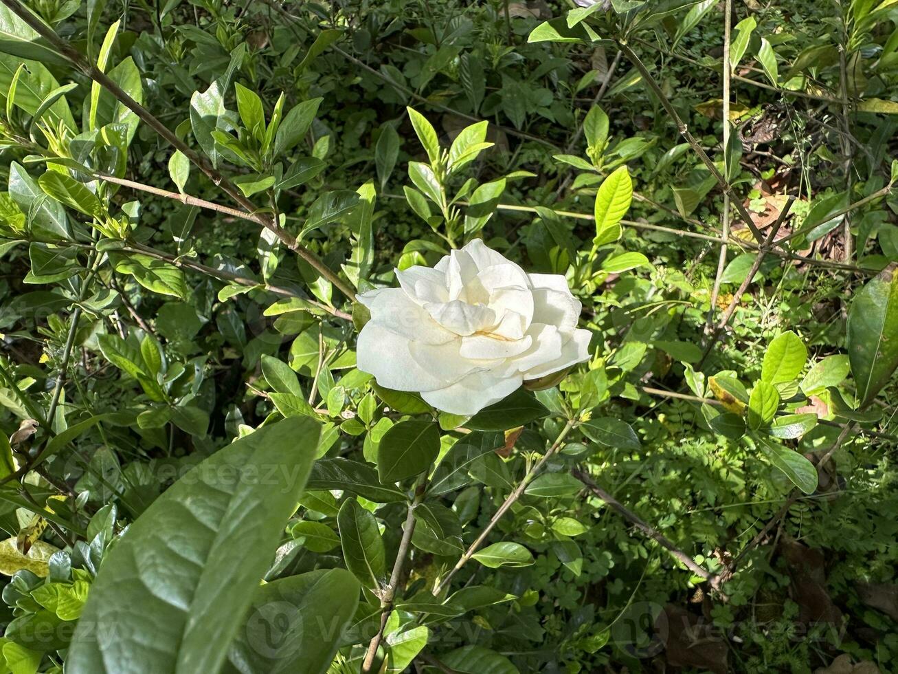 vit gardenia blommor under de Sol foto