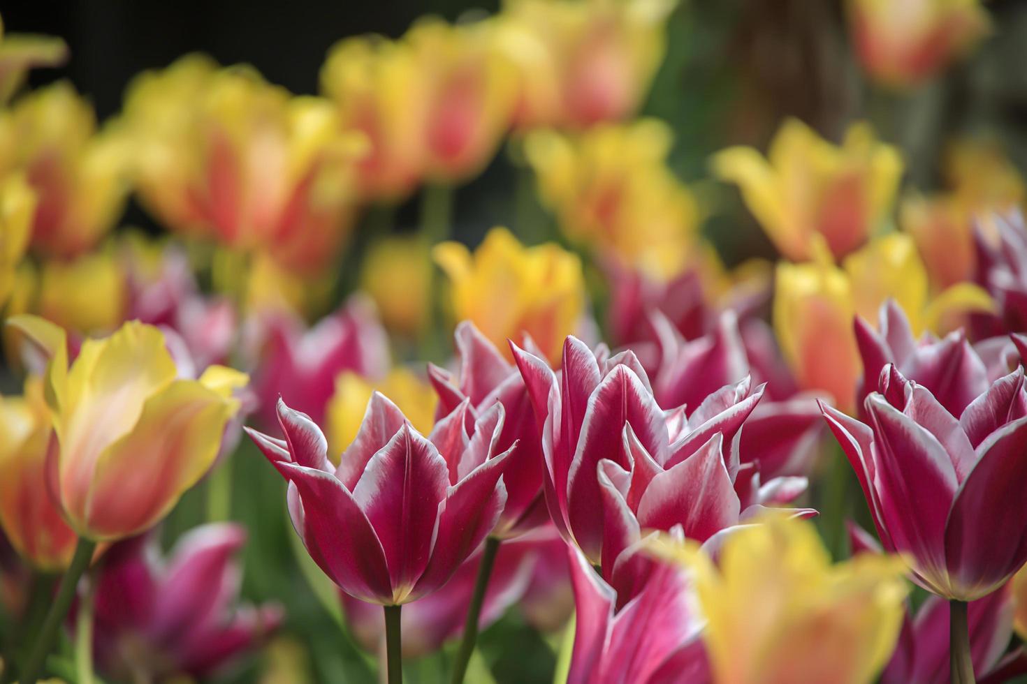 färgglada tulpaner i en blomlapp i en trädgård på våren foto