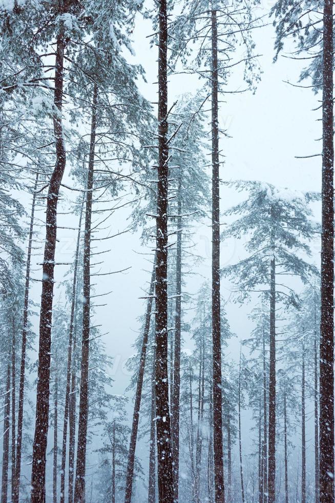 snö i skogen under vintersäsongen foto