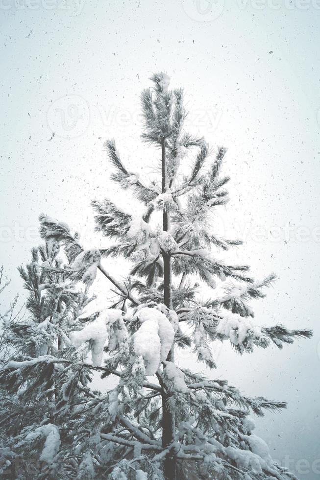 snö på tallarna i skogen foto