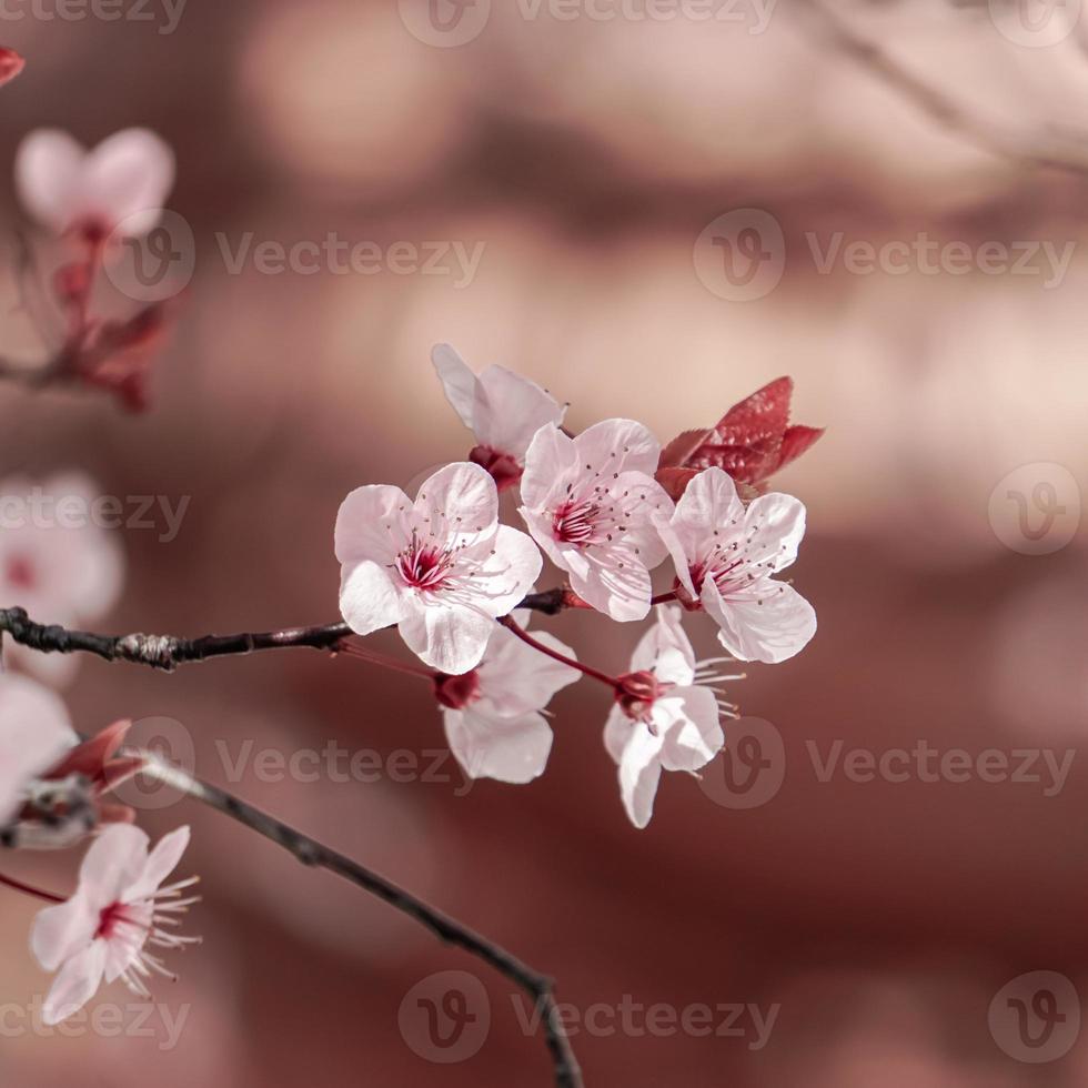 vacker körsbärsblom sakura blomma foto