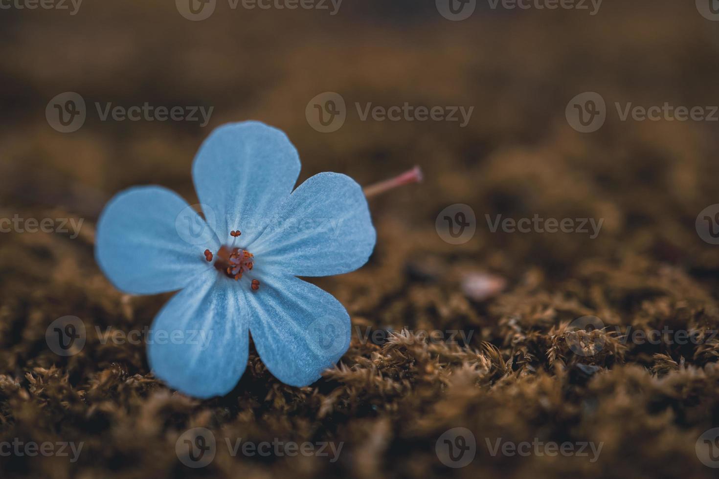 vacker blå blomma på våren foto