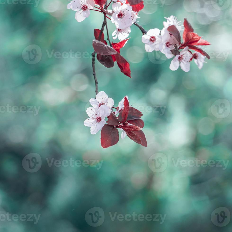 vacker körsbärsblom sakura blomma foto