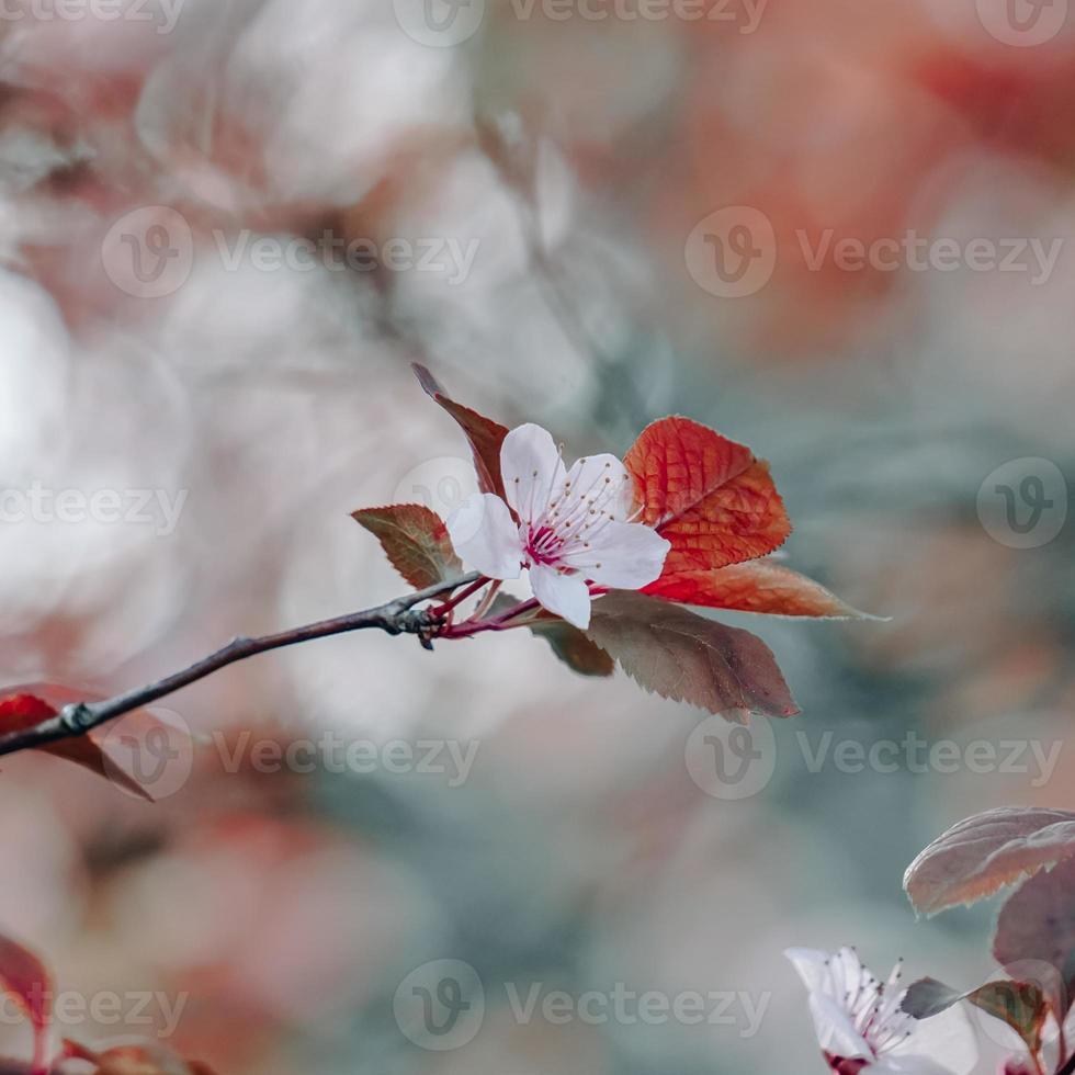 vackra körsbärsblom sakura blommor foto