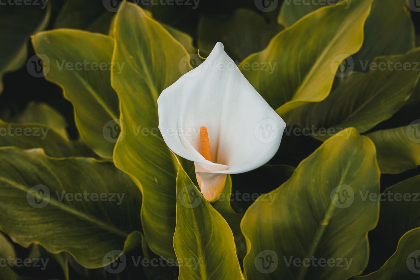 vacker lilja calla blomma i trädgården foto