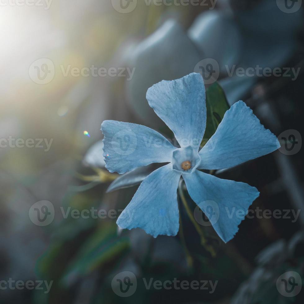 vacker blå blomma under vårsäsongen foto