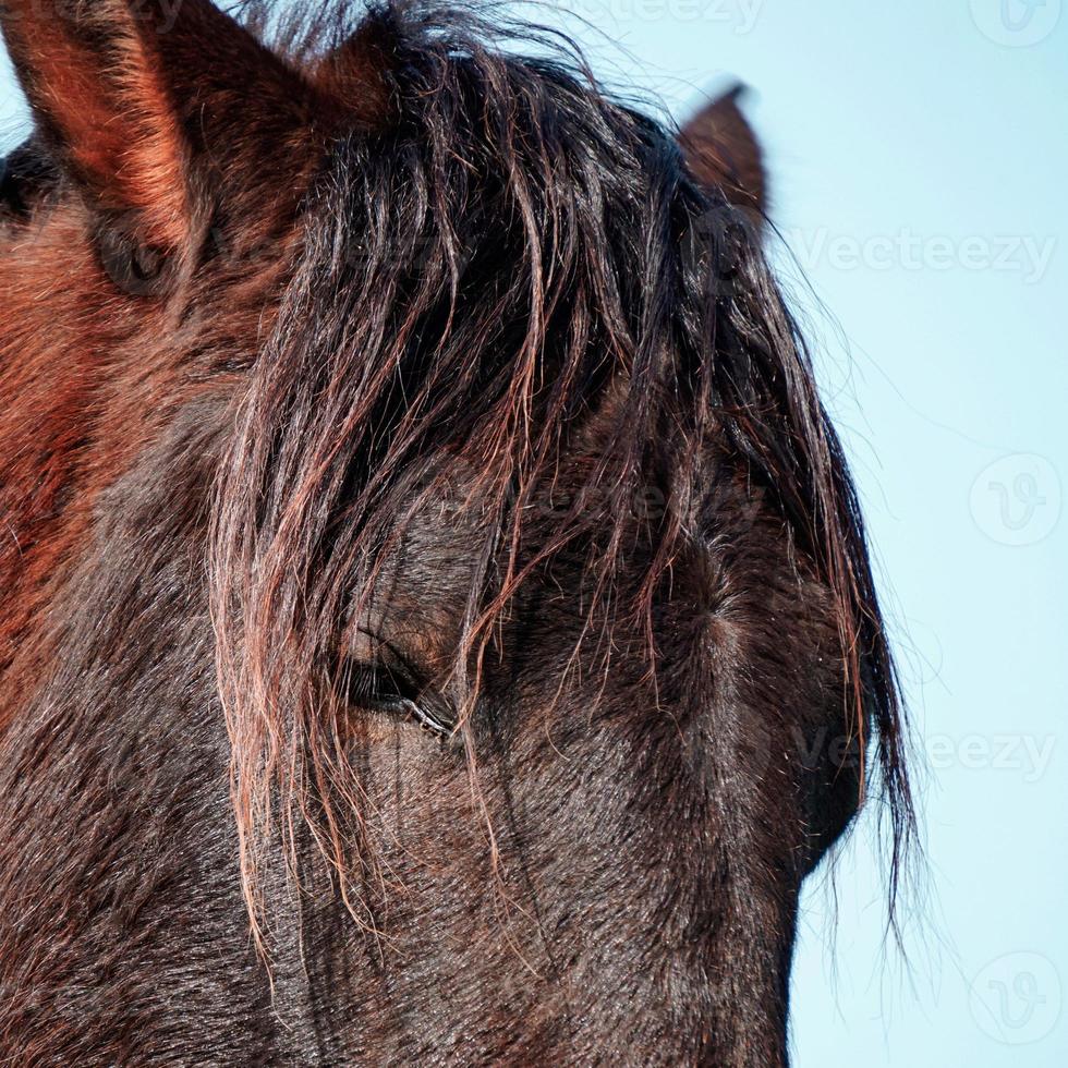 vacker balck häst porträtt foto