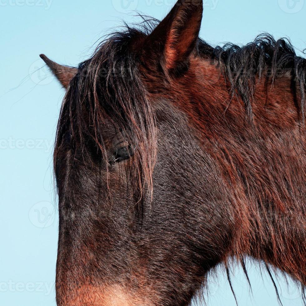 vacker svart häst porträtt foto