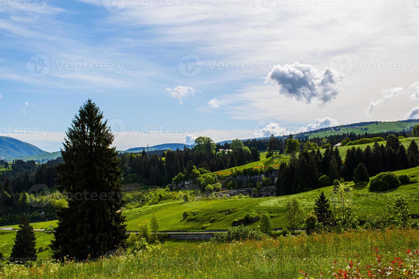 grönt fält och blå himmel foto