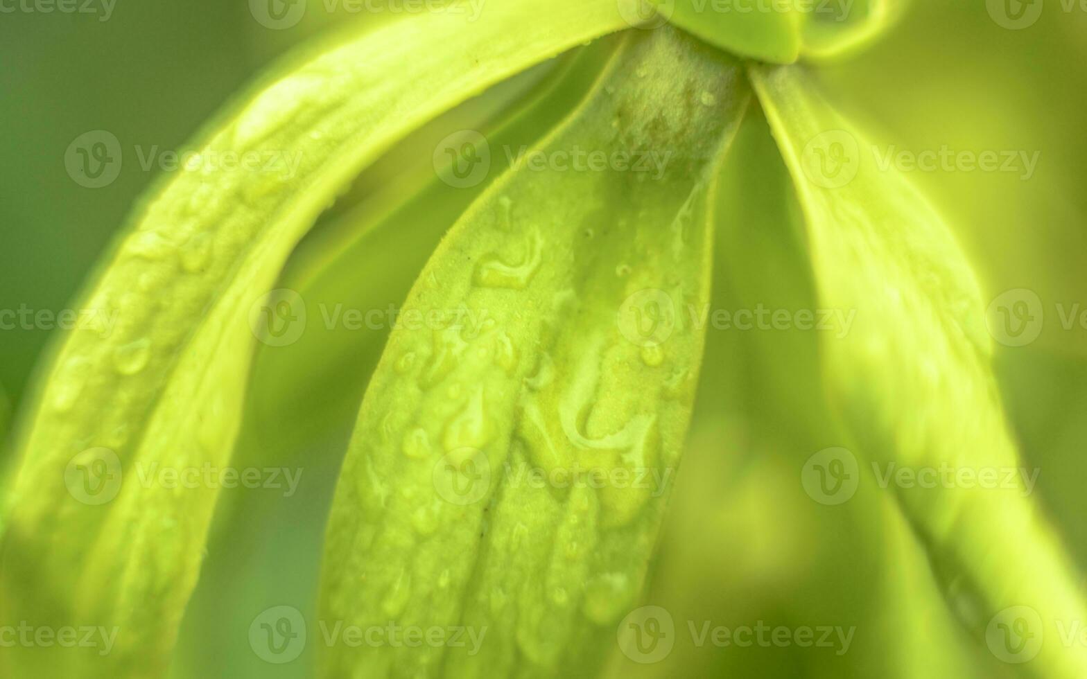 makro skott av tropisk växt med fläck bakgrund foto