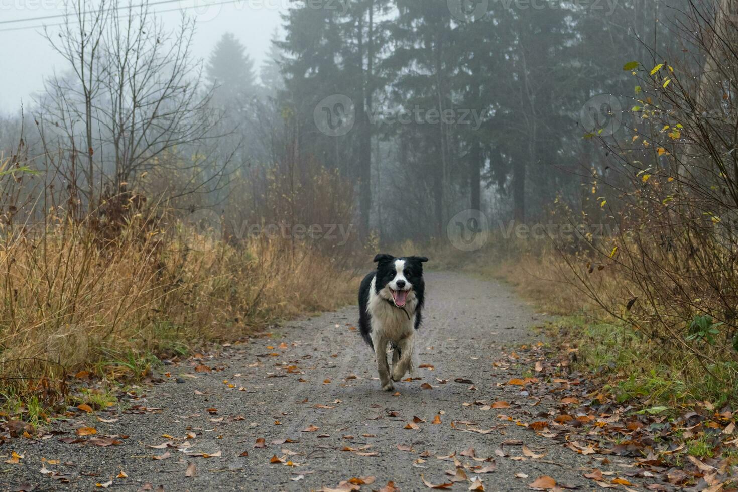 sällskapsdjur aktivitet. söt valp hund gräns collie löpning i höst parkera utomhus. sällskapsdjur hund på gående i dimmig höst falla dag. Hej höst kall väder begrepp. foto