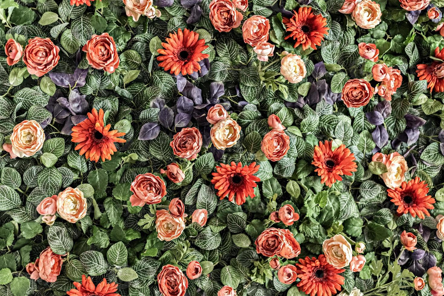 bakgrund av våren konstgjorda röda och rosa krysantemum och pionrosor i trädgården. vår. blommande vägg. foto