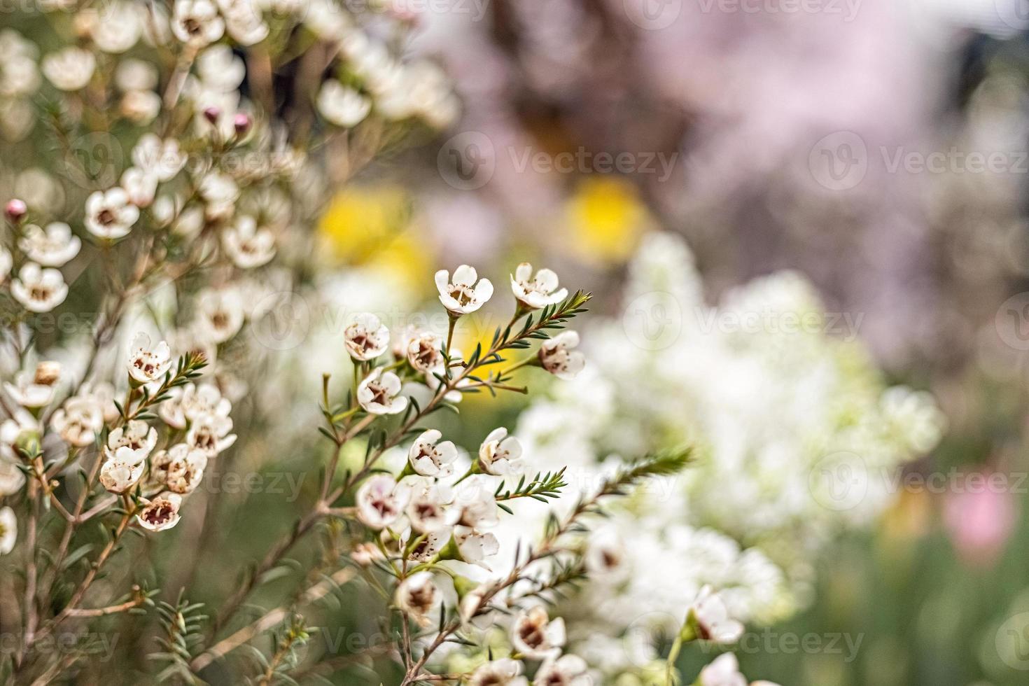 Ericas blommande buske med små blommor i trädgården. vårtid. foto