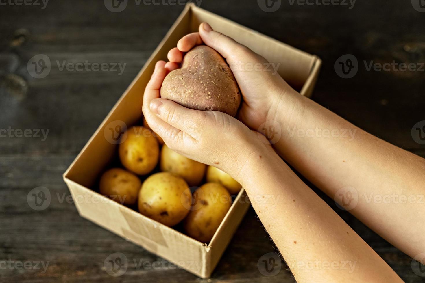 kvinnliga händer som håller en hjärtformad ful vegetabilisk potatis över en låda fylld med potatis. fyrkantig, ful mat. foto