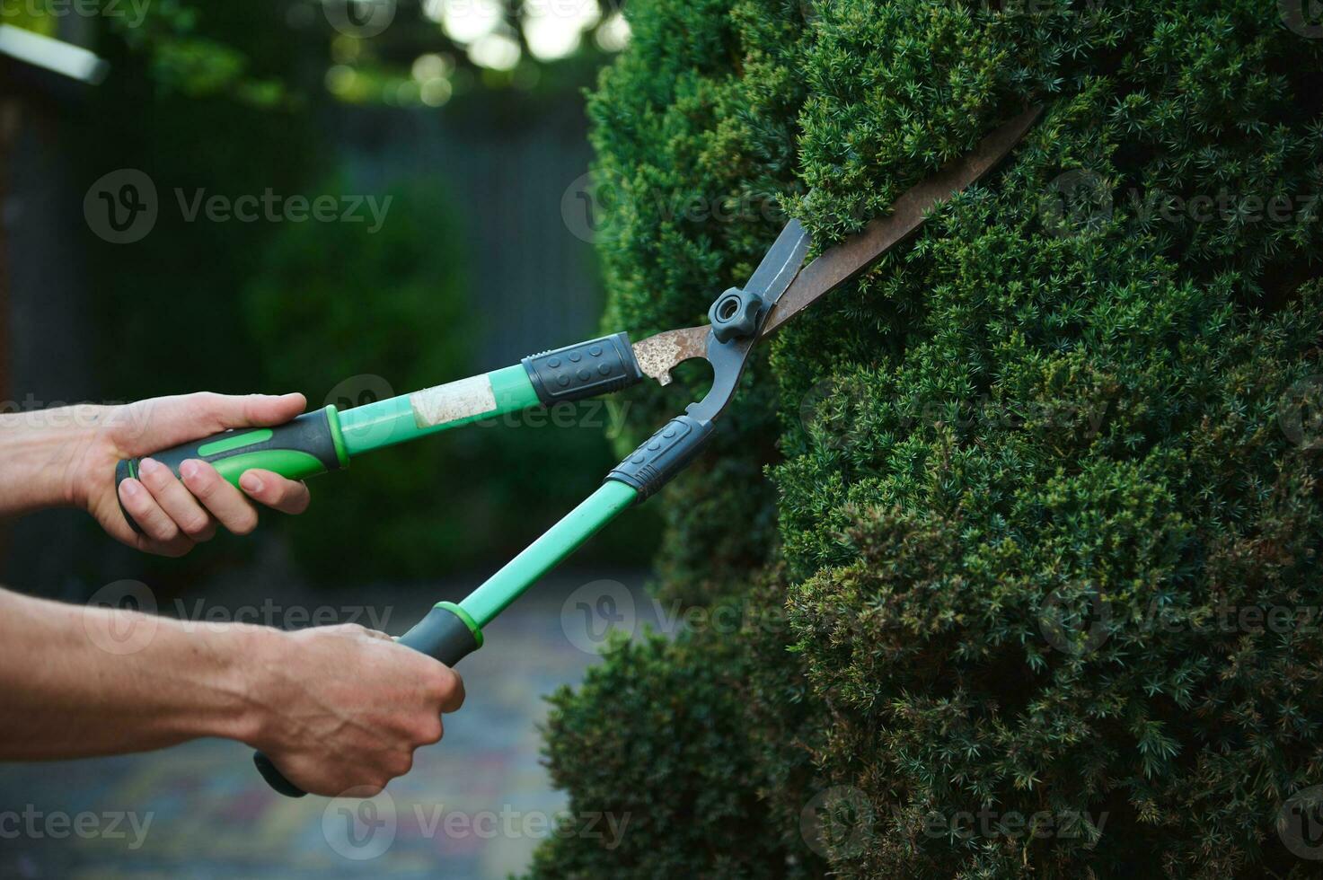 pprofessionell trädgård verktyg, beskärning sax, klippverktyg i händer av trädgårdsmästare landskapsarkitekt skärande häck i bakgård eller trädgård foto