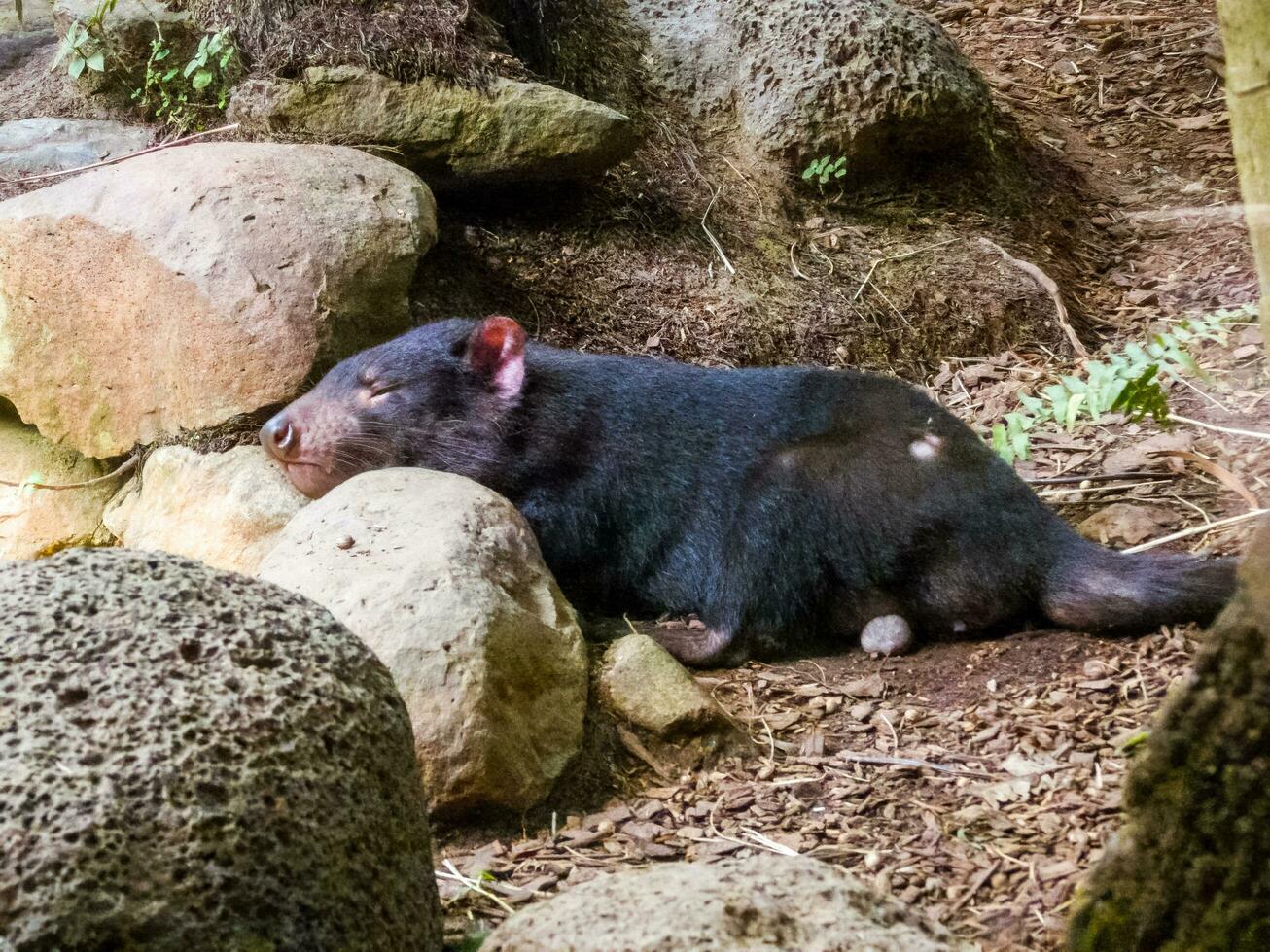 tasmaniska jäkel i Australien foto