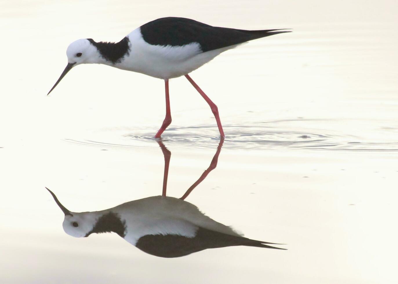 pied stylta i australasien foto