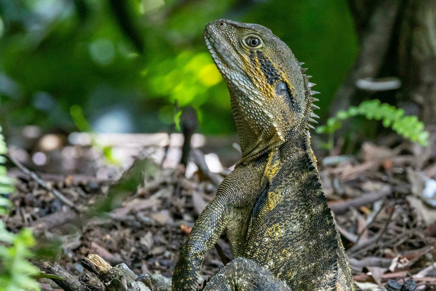 vatten drake i Australien foto