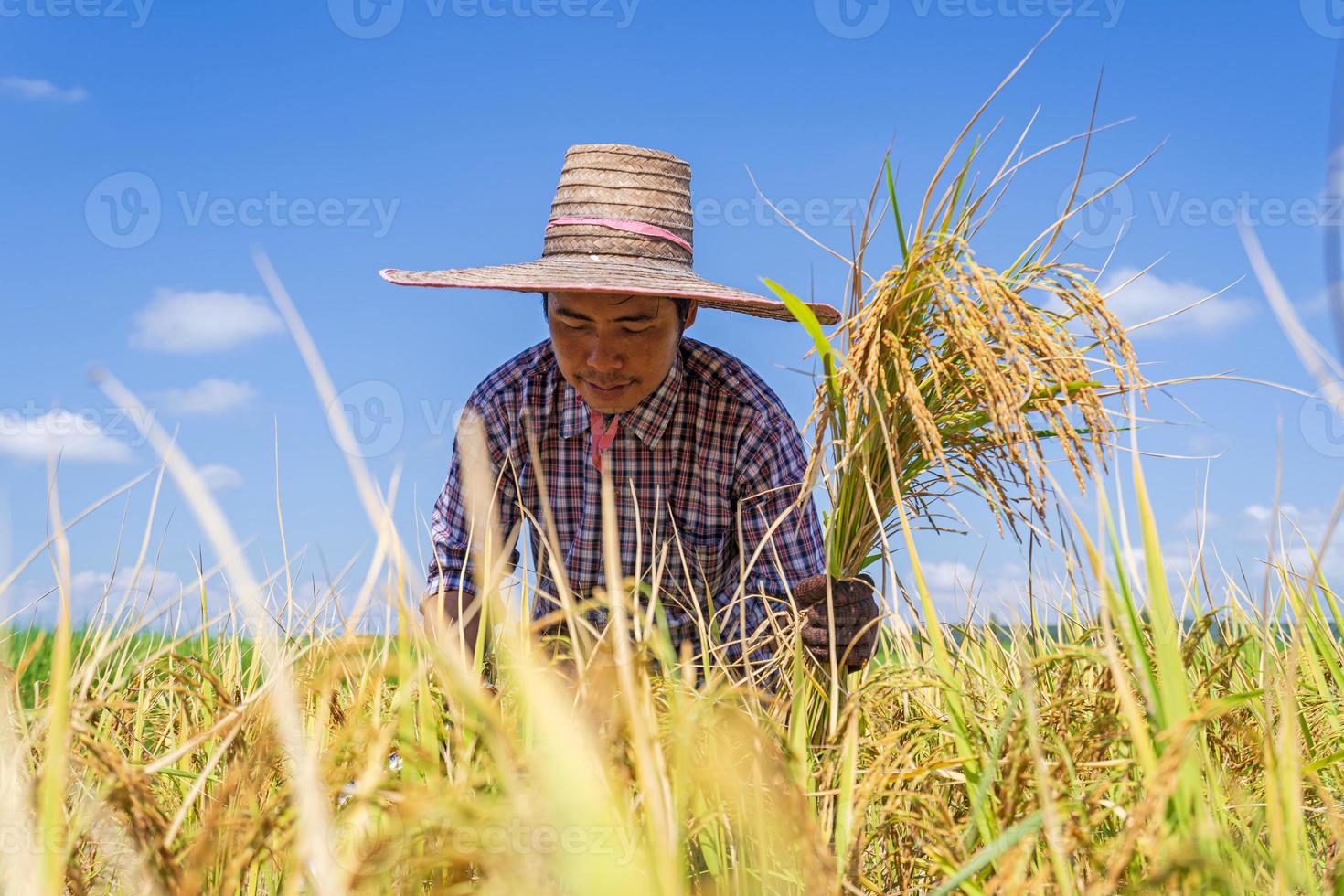 asiatisk bonde som arbetar i risfältet under blå himmel foto