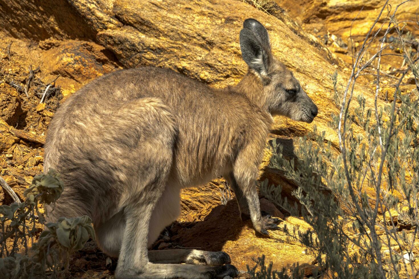 svartfotad sten vallaby i Australien foto