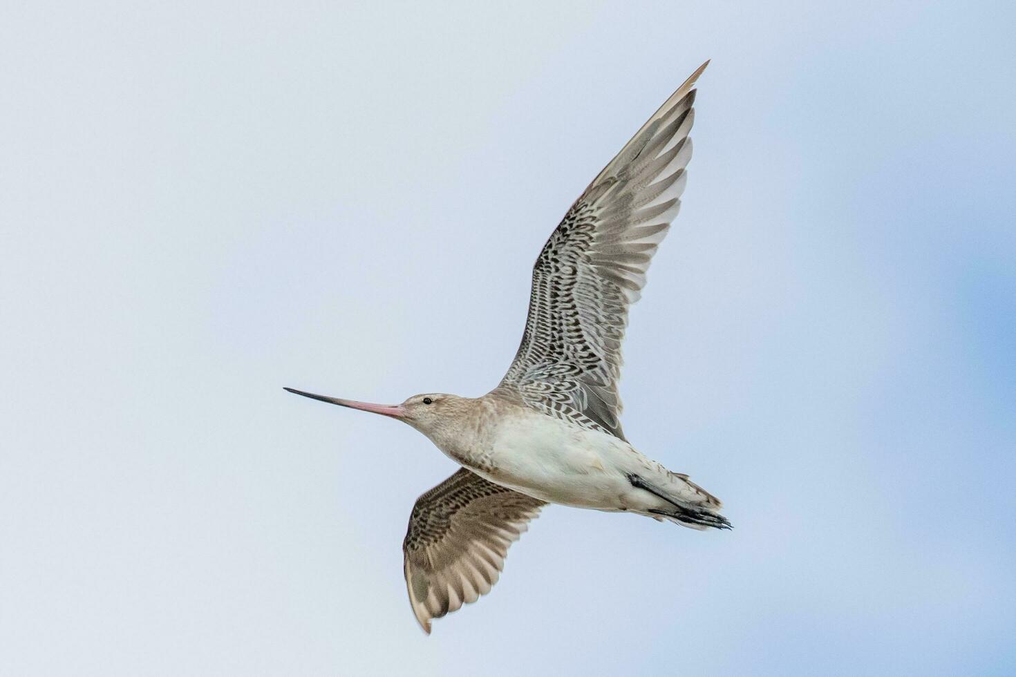 stångsvansad godwit i australasien foto