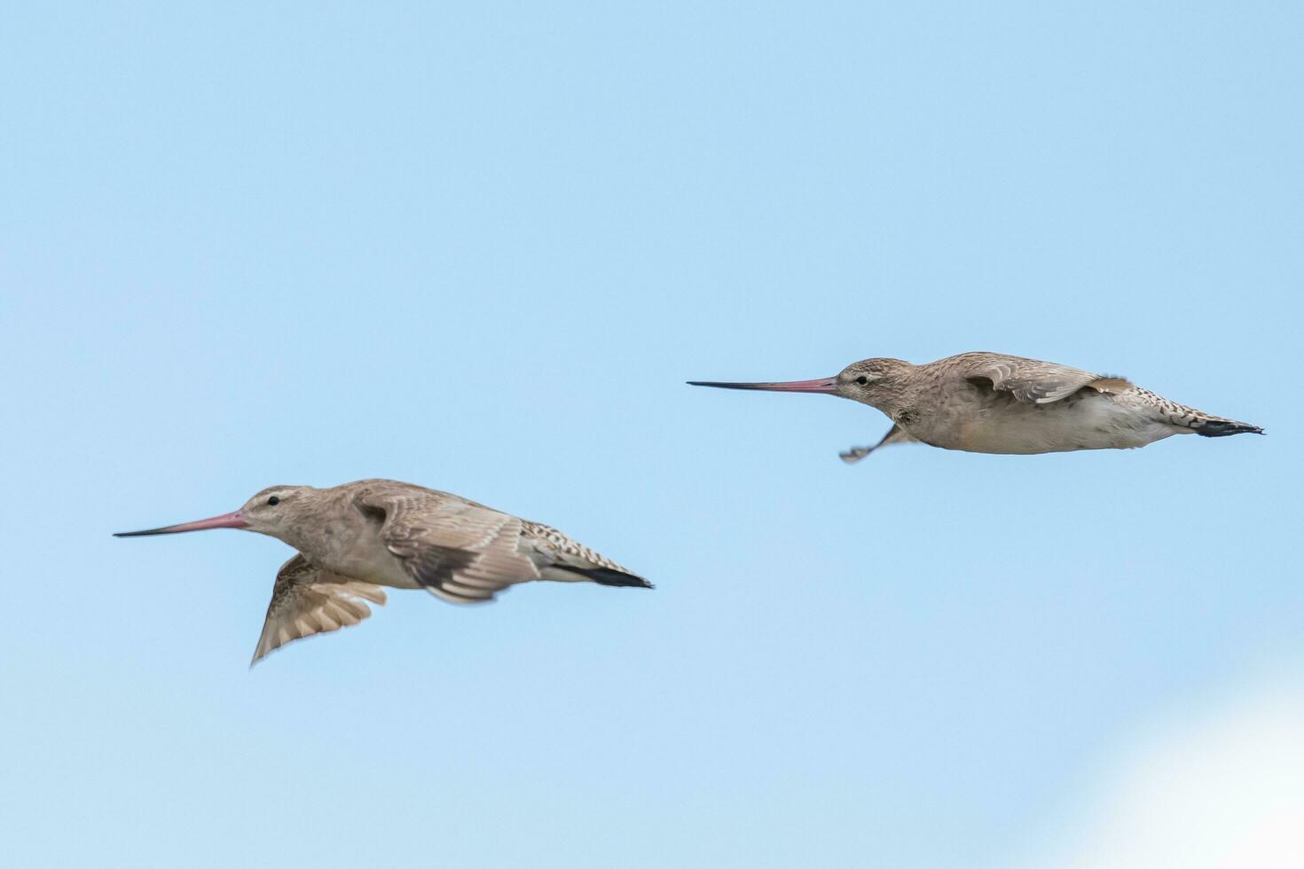 stångsvansad godwit i australasien foto