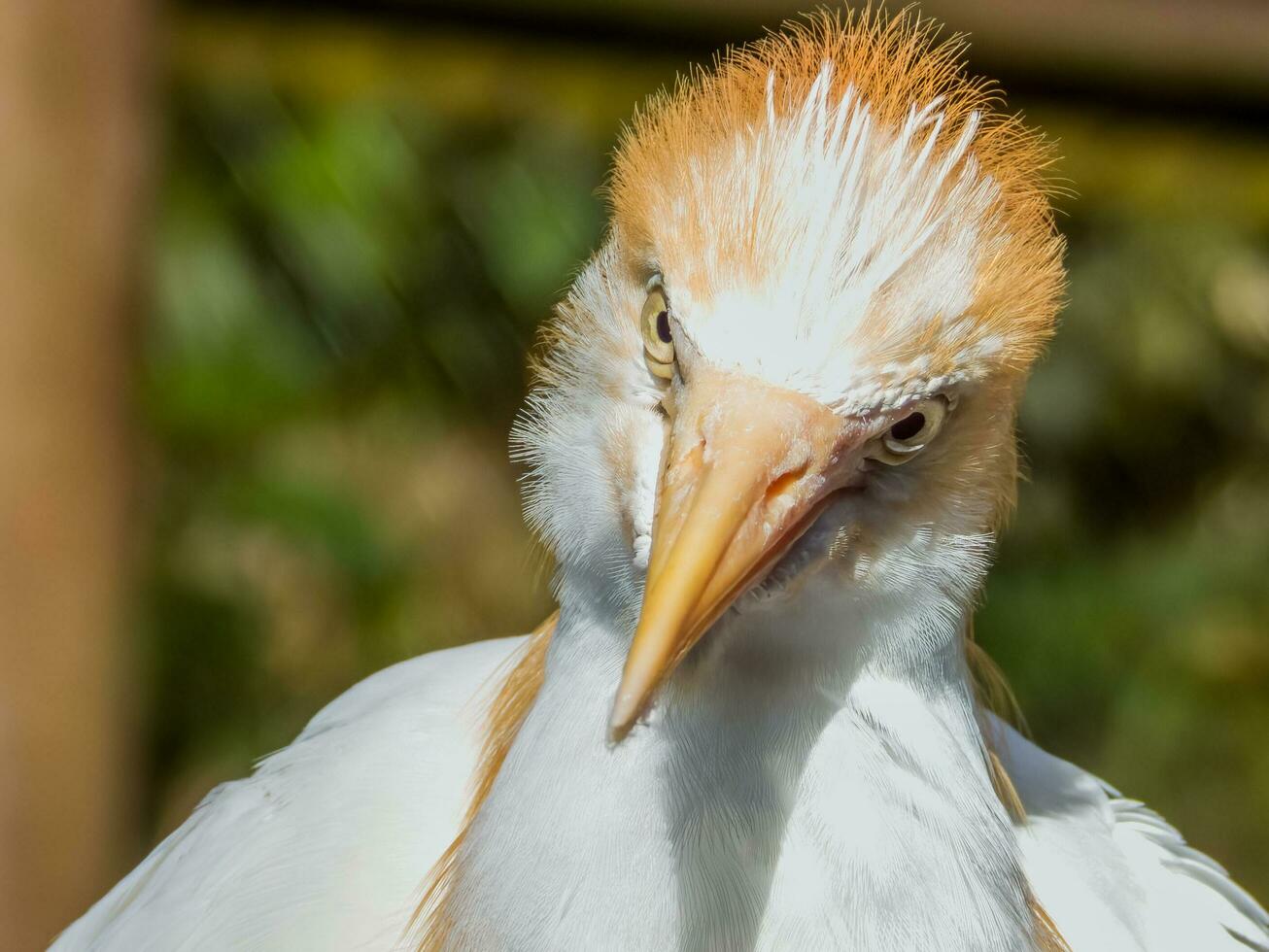 östra nötkreatur foto