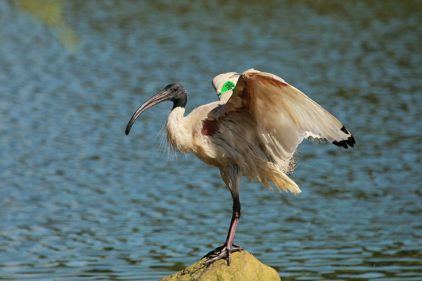 australiska vita ibis foto