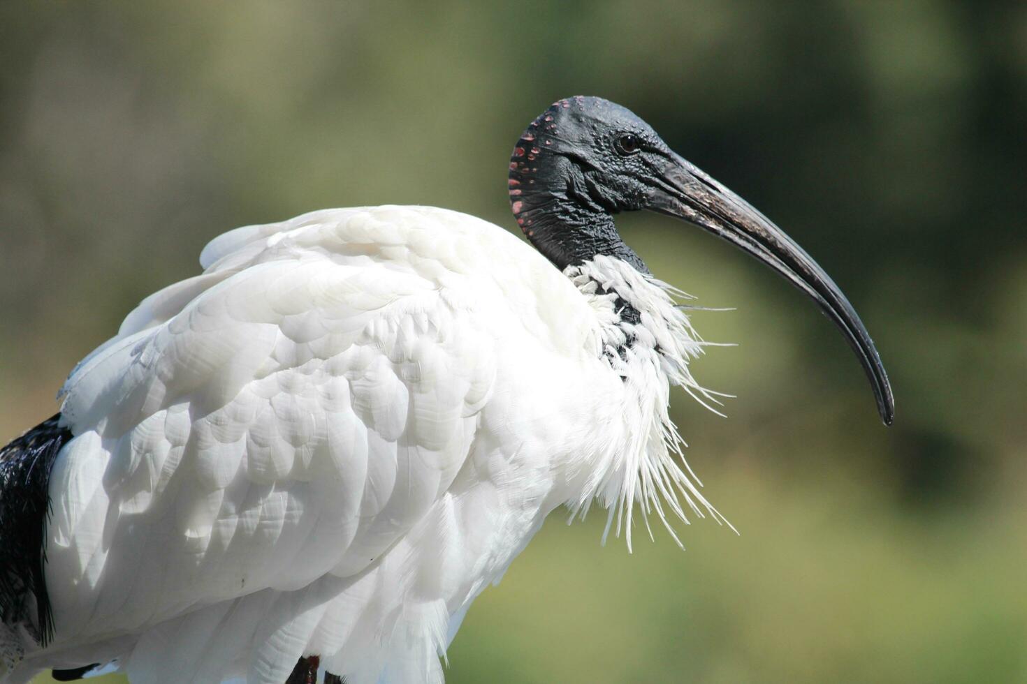 australiska vita ibis foto