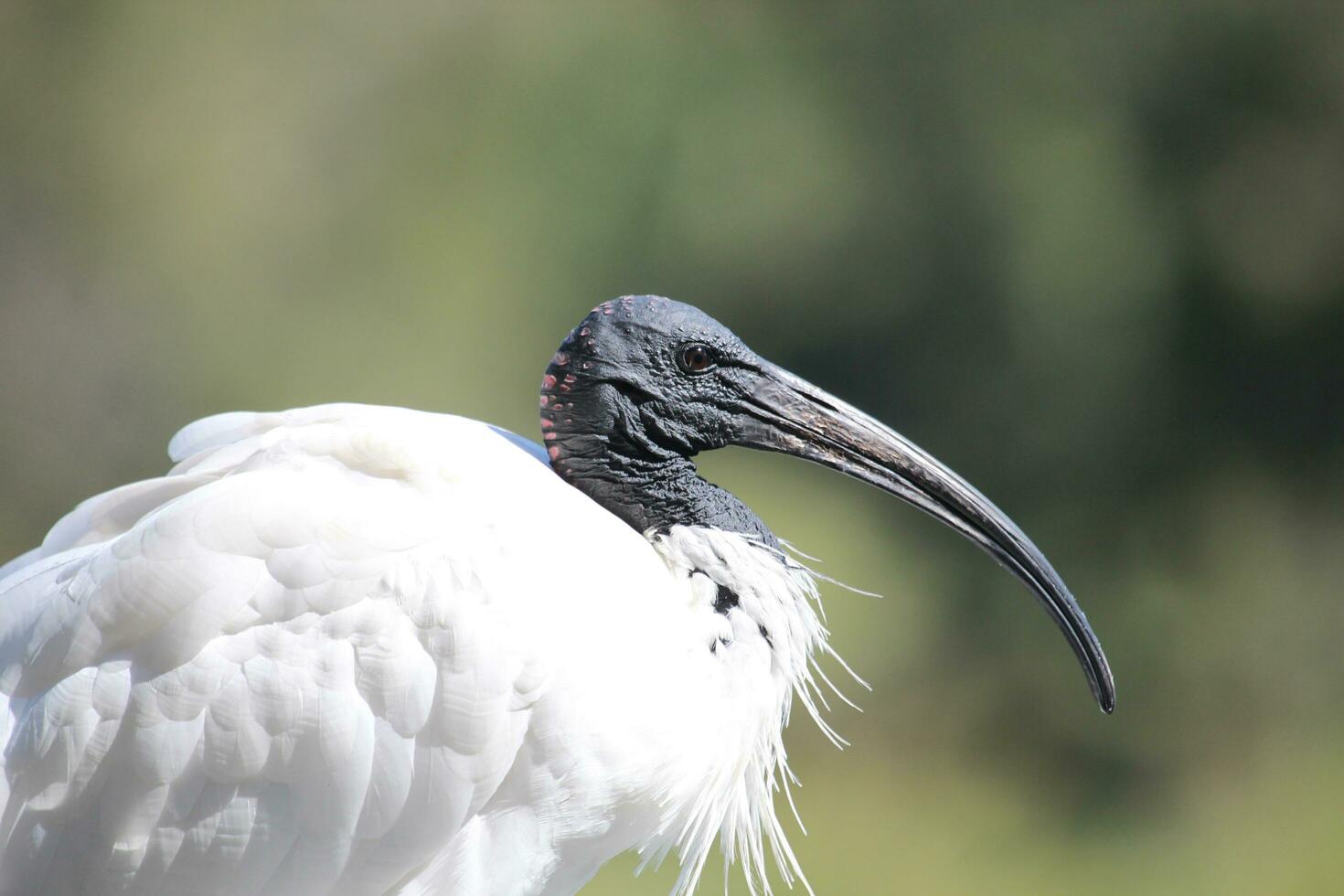 australiska vita ibis foto