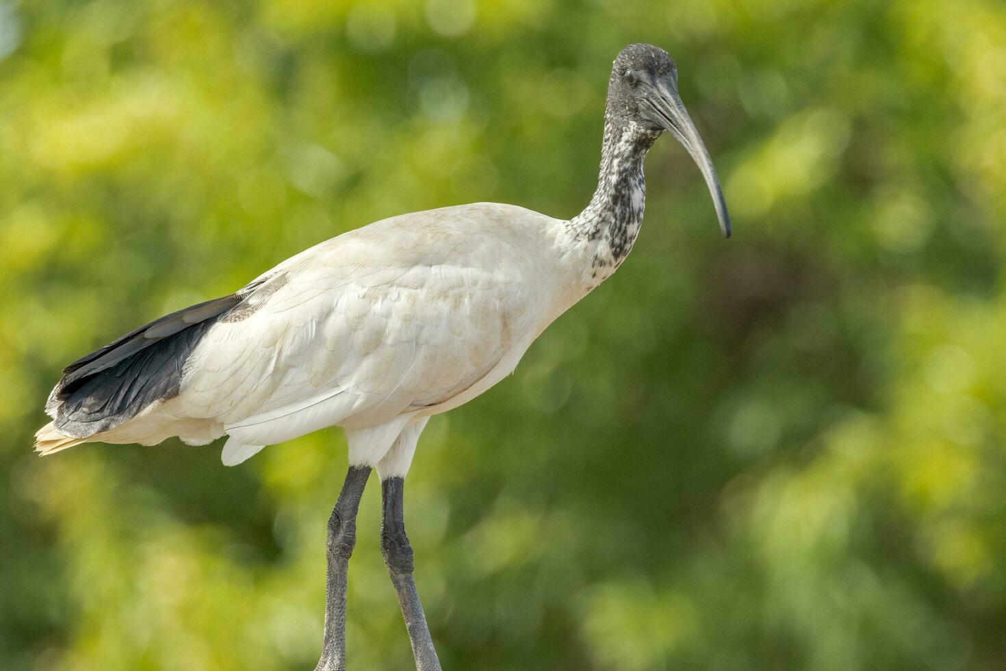 australiska vita ibis foto