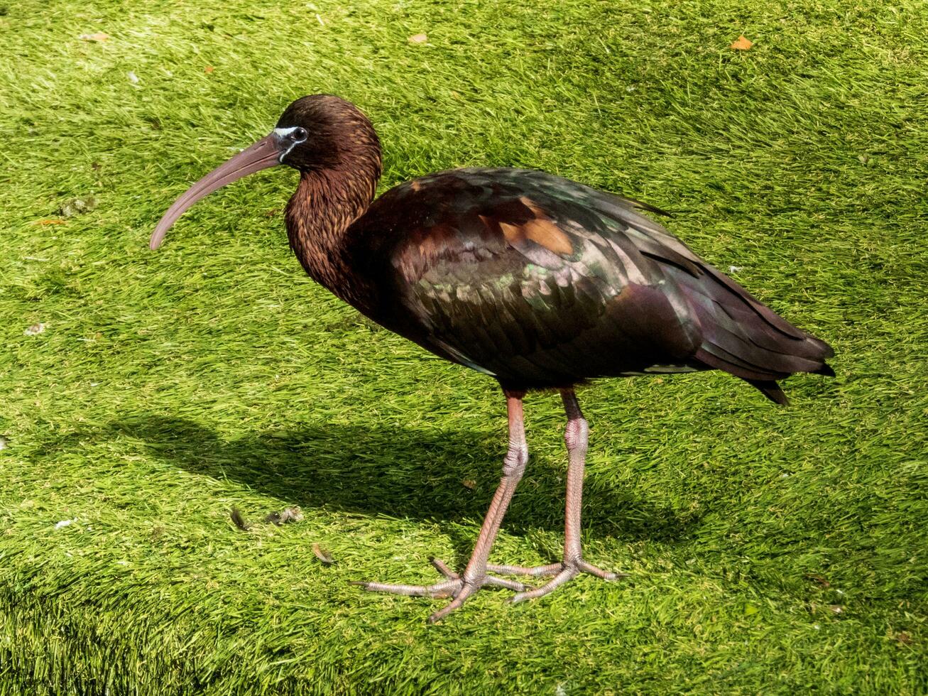 glansig ibis i Australien foto