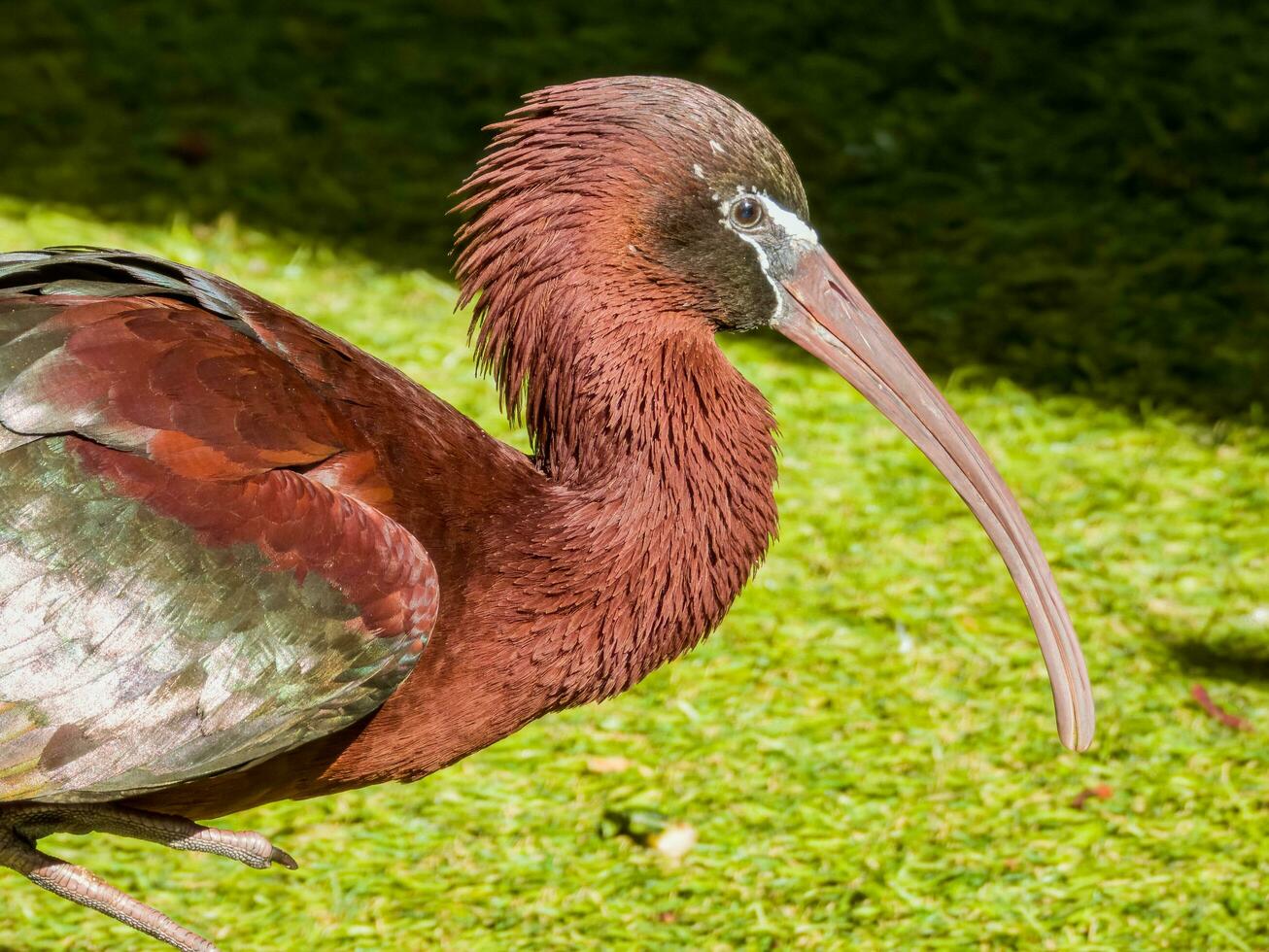 glansig ibis i Australien foto